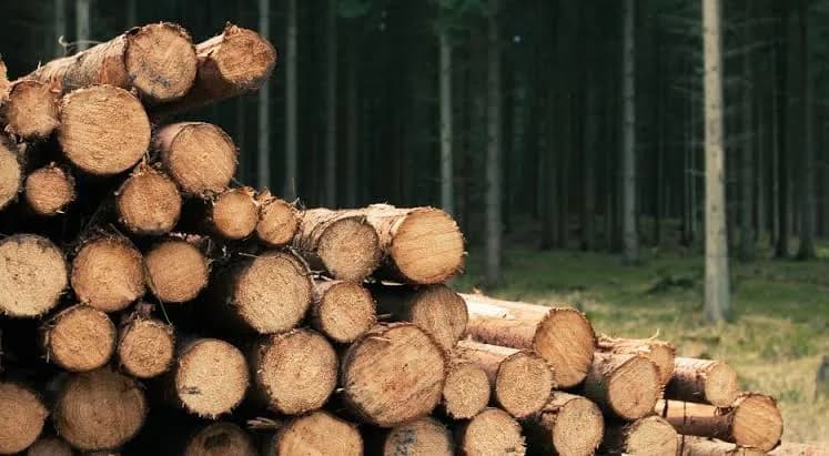Produção de lenha em Ribeirão Pires cai 6,7% em um ano, aponta IBGE